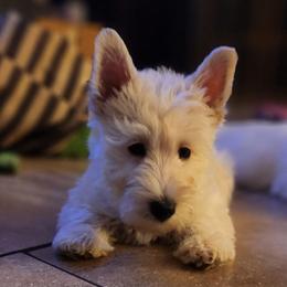 Scottish Terrier Puppies from Duran's Scotties