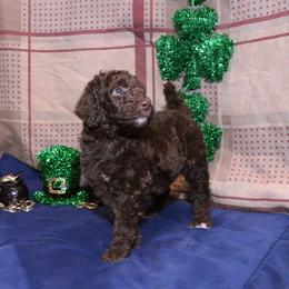 Poodle Puppies from RK'S Pets