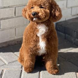 Gus - Poodle