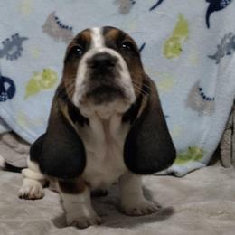Harris - Black brown and white male Basset Hound puppy in Newton Grove, North Carolina from MGA Basset Hound