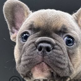 Dachshunds and French Bulldogs from Sabe and Shabe’s Doxies