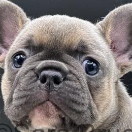 Dachshunds and French Bulldogs from Sabe and Shabe’s Doxies