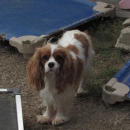 Cavalier King Charles Spaniel puppies from Lori's Cavalier King Charles Spaniels & Dachshunds