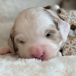 Tori - Parti female Goldendoodle puppy in Boise, Idaho from Goldendoodle Baby