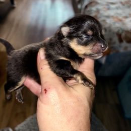 Truffles - Black and tan female Pomeranian puppy in Gilmer, Texas from Fairchild Fancy Pomeranians and Coachella Pomeranians