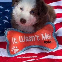Kylo - Red tri-color male Australian Shepherd puppy in Magee, Mississippi from Paint ByNumbers Ranch