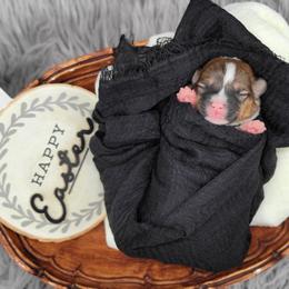 German Shepherd and Pembroke Welsh Corgi Puppies from J&R Shepherds & Corgis