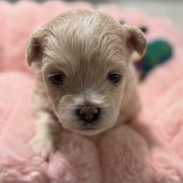 Snowpea - Apricot female Maltipoo puppy in Colonial Beach, Virginia from BeachRidge Pups