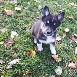 Lapponian Herder Puppies from Kuulas Kennels