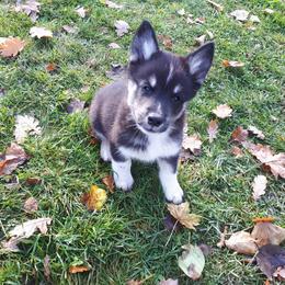 Lapponian Herder Puppies from Kuulas Kennels