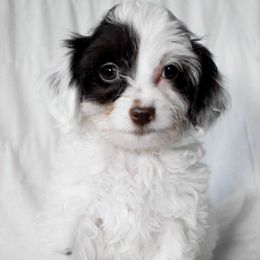 Ford - Brown and white male Cockapoo puppy in Ellensburg, Washington from Dawn to Dusk Cockapoos