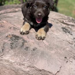 Australian Shepherd Puppies from 3 Crosses Kennels