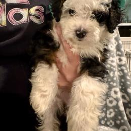 Maggie - Tri-color female Bernedoodle puppy in Auburndale, Florida from Florida Mini Bernedoodles