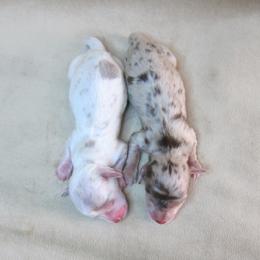 Dachshund puppies from Doxie Waggin Tails