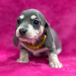 Blue Berry - Gray (blue) and cream female Dachshund puppy in Lincoln, Arkansas from Red Dirt Dachshunds