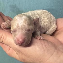 Honey - Maltipoo puppy from Durham's Designer Poos