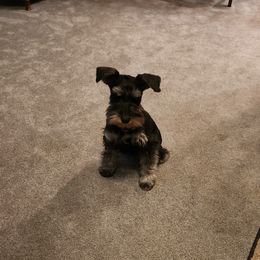 Lily - Miniature Schnauzer
