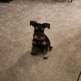 Lily - Miniature Schnauzer