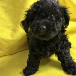 King Stuart Little (night) - Black male Havanese puppy in North Richland Hills, Texas from A Royal Havanese Court