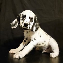 Levi - White and black male Dalmatian puppy in Sugar Land, Texas from Long Coat Dalmatians