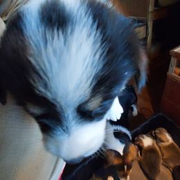 Pembroke Welsh Corgi Puppies from Gary's Pembroke Welsh Corgis