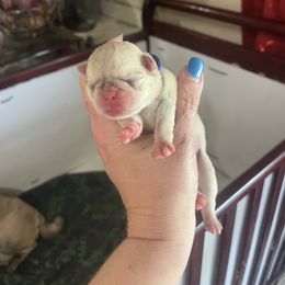Blue - White male Pug puppy in Tacoma, Washington from Glamour pugs
