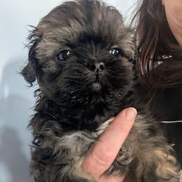 Tiny female brindle white chest - Sable female Shih Tzu puppy in Amherst, Maine from McKayla Hairston