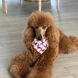 Ruby - Poodle