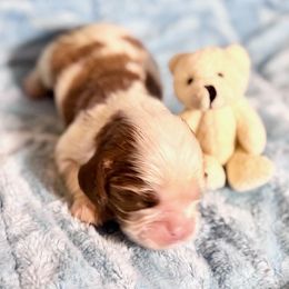 AKC Apple Cider - Blenheim male Cavalier King Charles Spaniel puppy in Louisville, Kentucky from Ali-Mae Cavaliers