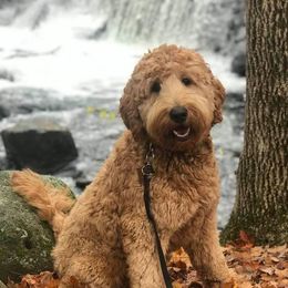 Abner - Goldendoodle