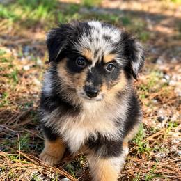 Rafiki - Blue merle male Miniature American Shepherd puppy in Leitchfield, Kentucky from Legendmaker MAS