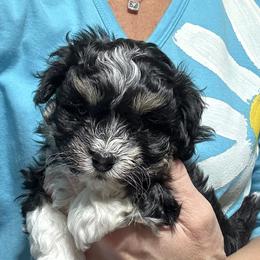 Male 2 - Black and tan male Havanese puppy in Congerville, Illinois from Happy Go Lucky Havanese