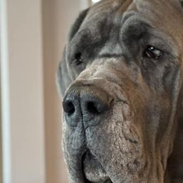 Great Danes from Indigo Blu Danes