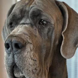 Great Danes from Indigo Blu Danes