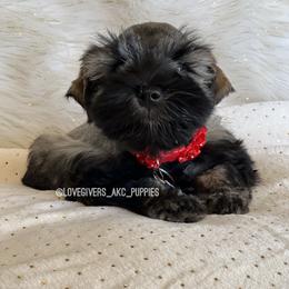 Miniature Schnauzer Puppies from Love Giver Schnauzers