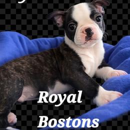Hammy - Black brindle and white male Boston Terrier puppy in Clarkston, Washington from Royal Bostons