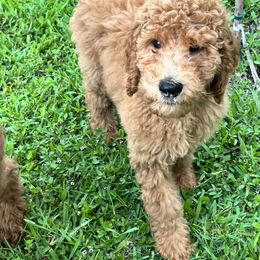 Goldendoodle Puppies from Goldendoodles Of Naples