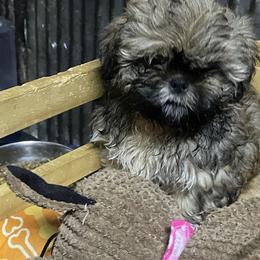 Taffy - Gold male Shih Tzu puppy in Pleasant Shade, Tennessee from Kuntry Tyme Shih Tzus