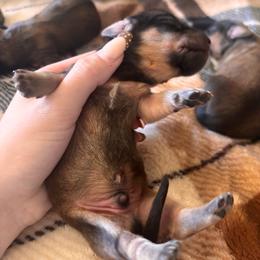 Boy 1 - Cream male Dachshund puppy in Cottonwood, Arizona from JuniperWood Dachshunds