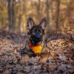 German Shepherd Puppies from Zwinger Vom Rabenauge