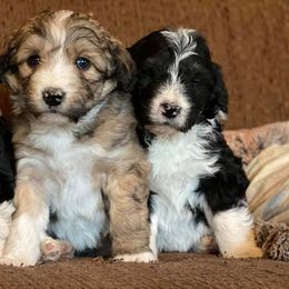 Aussiedoodles, Cockapoos, and Poodles from Rocking JK Puppies