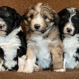 Aussiedoodles, Cockapoos, and Poodles from Rocking JK Puppies