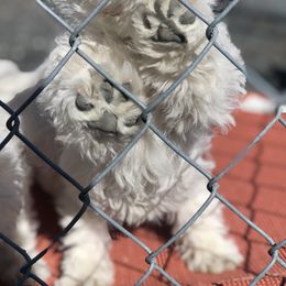 Shihpoo, Shih Tzu, and West Highland White Terrier Puppies from Westie Way & Polly Tzu Shih tzu and more