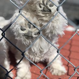 Shihpoo, Shih Tzu, and West Highland White Terrier Puppies from Westie Way & Polly Tzu Shih tzu and more