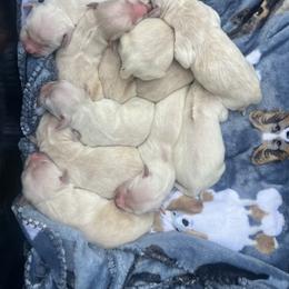 Golden Retriever Puppies from Wise-Taylor Goldens