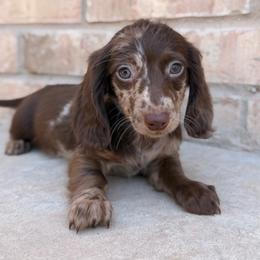 READY NOW - Choc Nonpointed Dapple - Dapple male Dachshund puppy in Horizon City, Texas from Willipaws