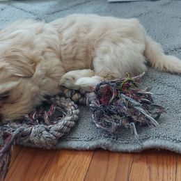 Shih Tzu Puppies from N.F.S.T Imperial ShihTzu Puppies.