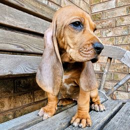 Ginger - Red female Colombian Fino Hound puppy in Kingston, Tennessee from Fino Hounds USA