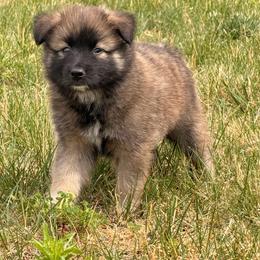 Nutmeg - female Nenets Herding Laika puppy in Rockville, Maryland from Skais the Limit