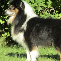 Hooey - Australian Shepherd